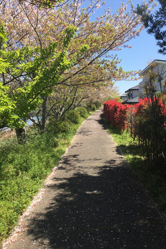 都田川桜堤の風景